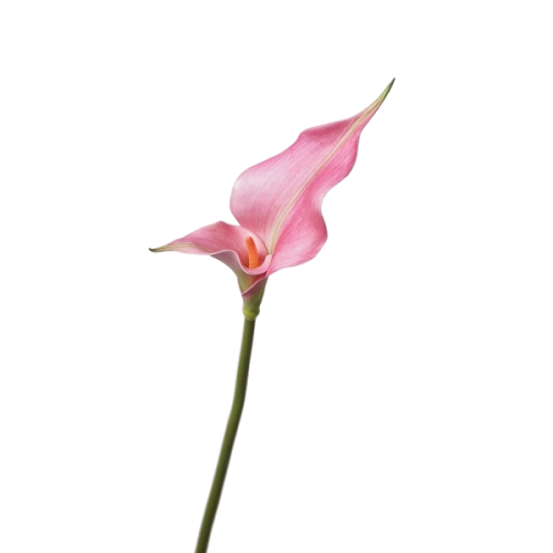 Calla Lily Featured Image