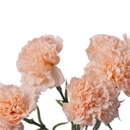 Real Touch Carnation Champagne Image