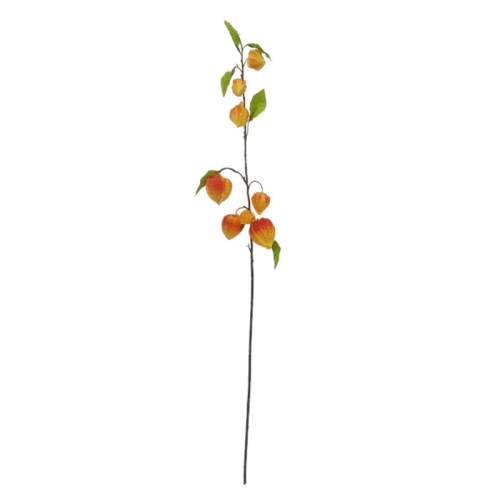 PU Lantern Fruit Featured Image