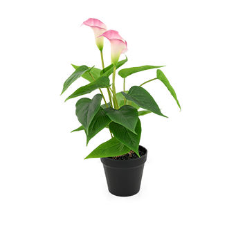 Potted Plants Featured Image