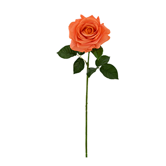 Real Touch Moisturing Rose Featured Image