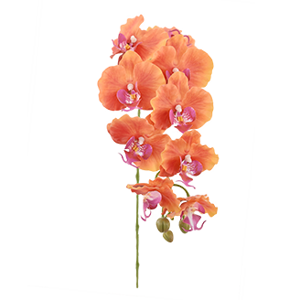 Real Touch Moth Orchid Featured Image
