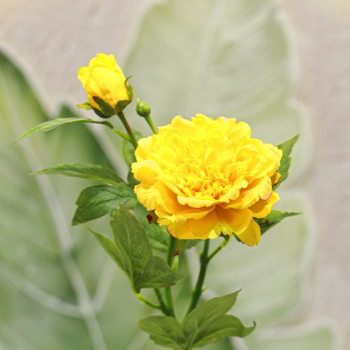 Real Touch Moisturizing 2-headed Peony Yellow Image
