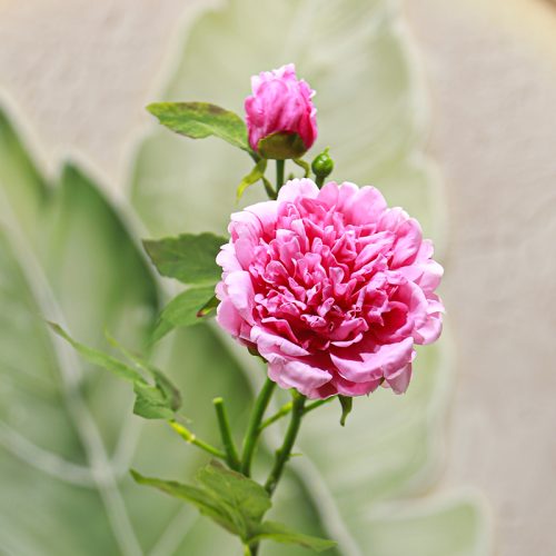 Real Touch Moisturizing 2-headed Peony Featured Image