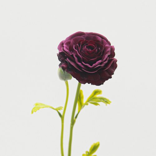 Real Touch Moisturizing 2-headed Ranunculus Burgundy Image