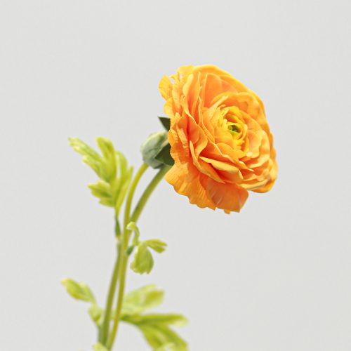 Real Touch Moisturizing 2-headed Ranunculus Orange Image