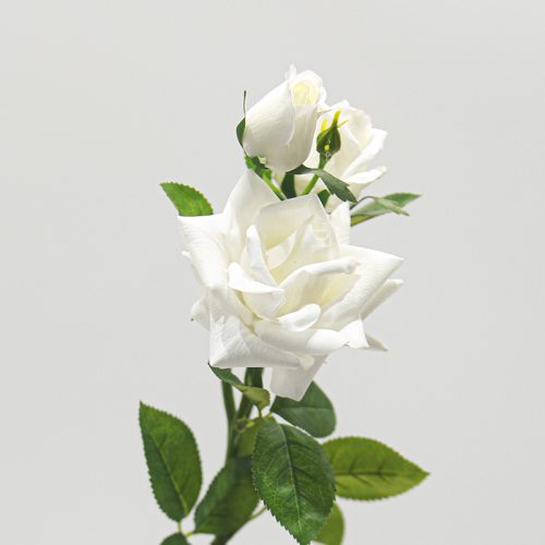 Real Touch Moisturizing 3-headed Rugosa Rose White Image