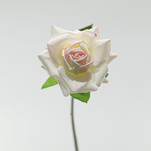 Real Touch Moisturizing Austin Rose Pale Pink Image