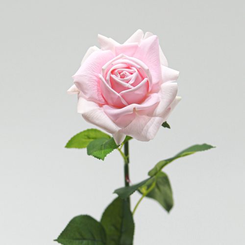 Real Touch Moisturizing Austin Rose Light pink Image