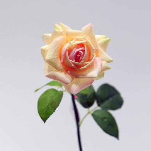 Real Touch Moisturizing Austin Rose Cream Image