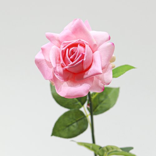 Real Touch Moisturizing Austin Rose Pink Image