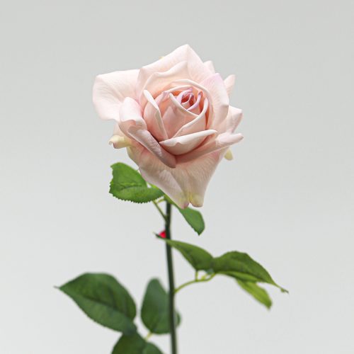 Real Touch Moisturizing Austin Rose Pink Brown Image
