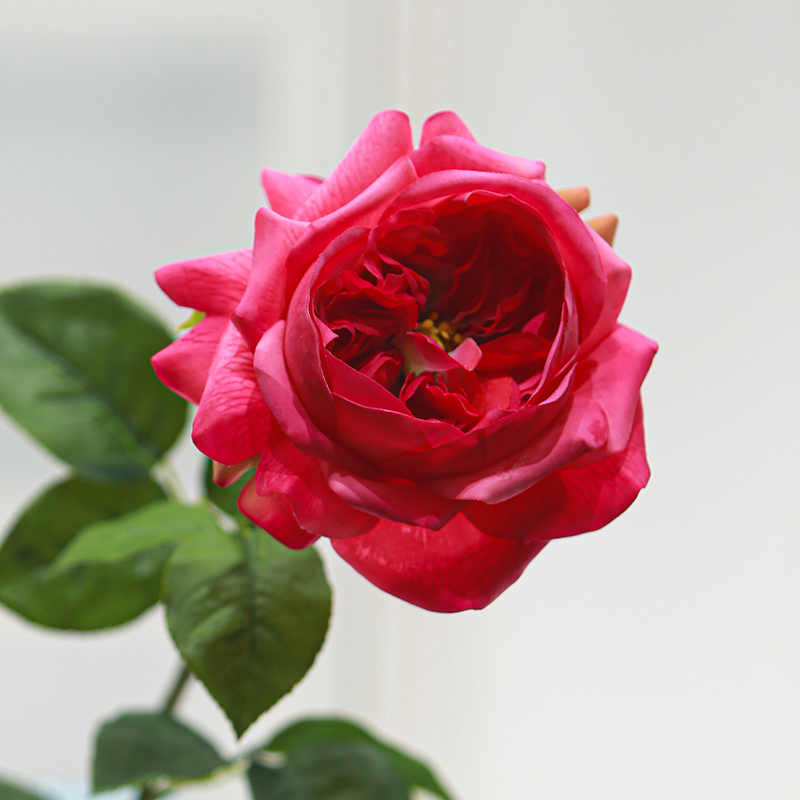 Real Touch Moisturizing Juliet Rose