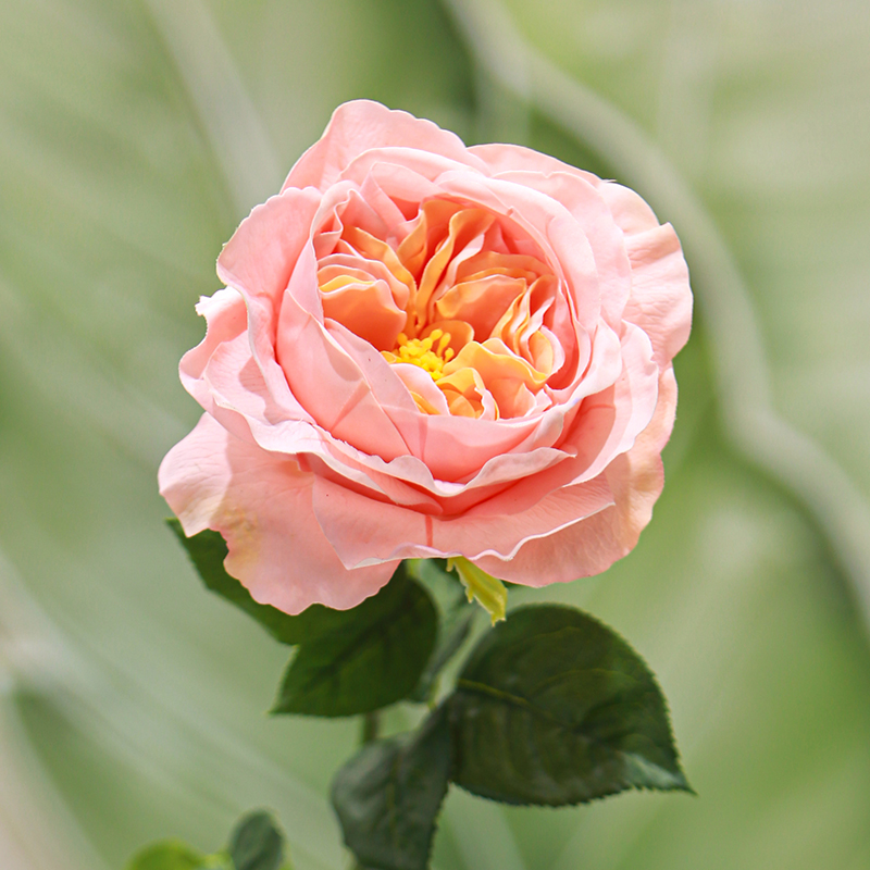 Real Touch Moisturizing Juliet Rose