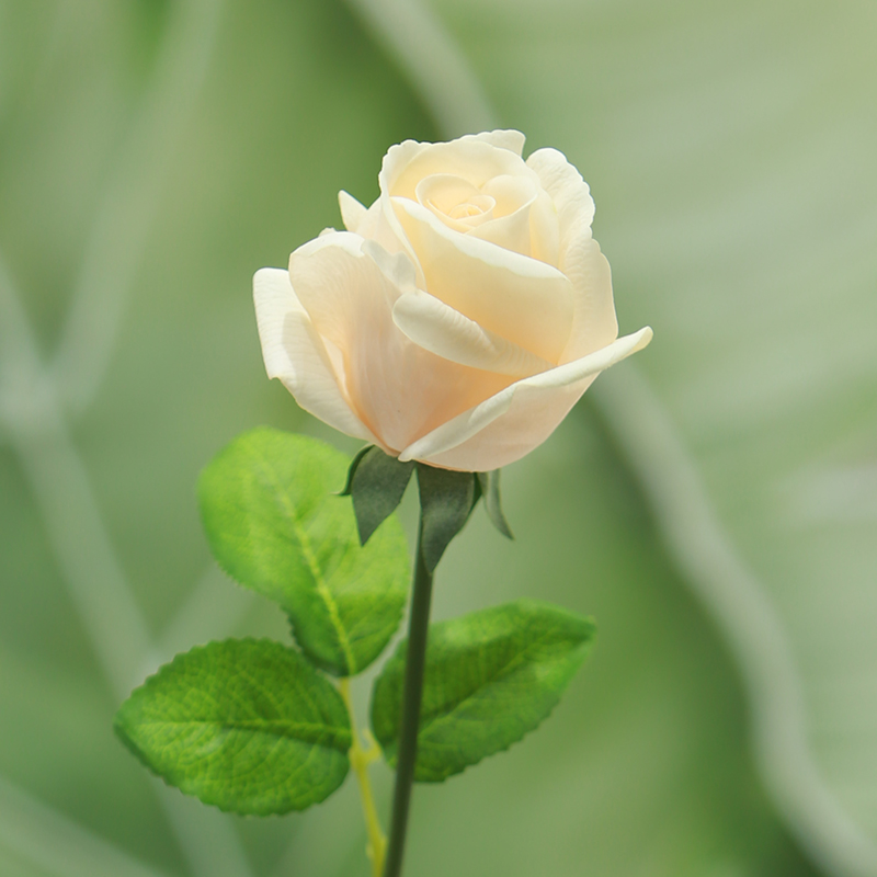 Real Touch Moisturizing Corolla Rose