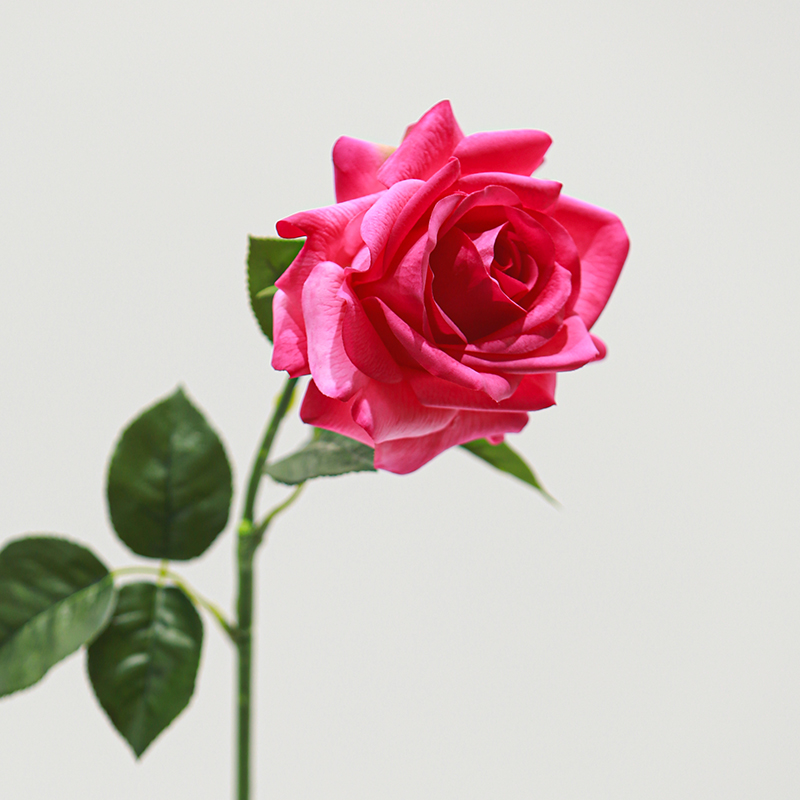 Real Touch Moisturizing Seasong Rose