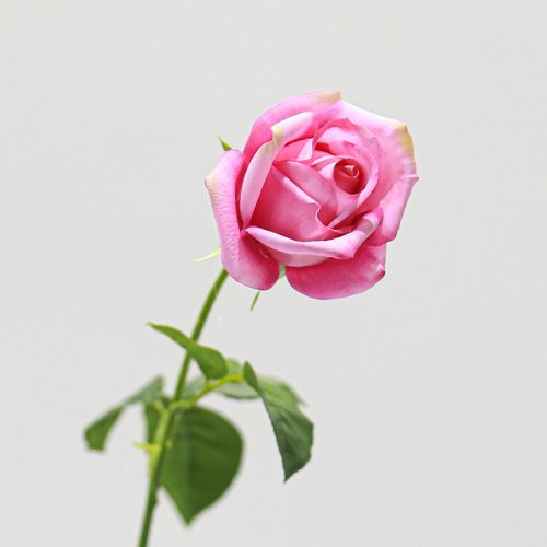 Real Touch Moisturizing Gemini Rose Pink Image