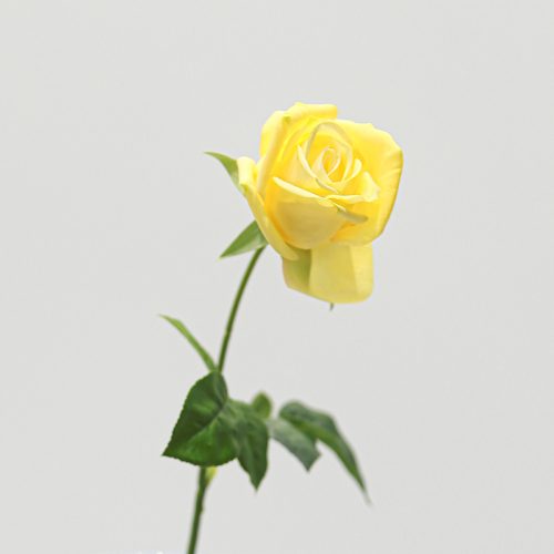Real Touch Moisturizing Gemini Rose Yellow Image