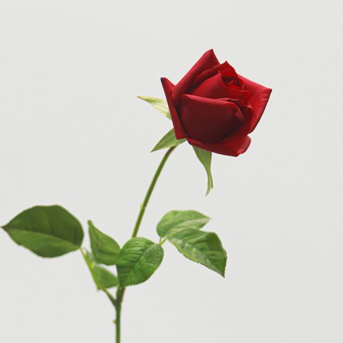 Real Touch Moisturizing Gemini Rose Featured Image