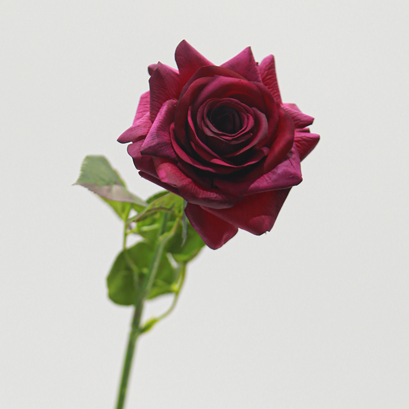 Real Touch Moisturizing Seasong Rose