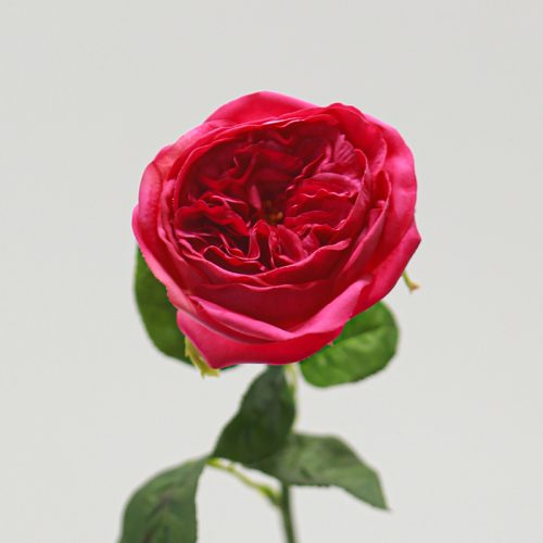 Real Touch Moisturizing Elsa Rose Red Image