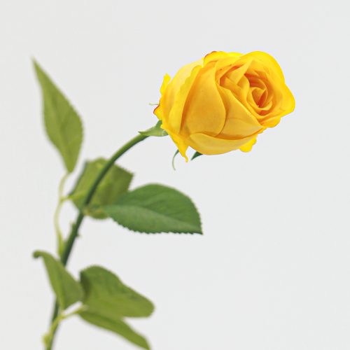 Real Touch Moisturizing Bulgarian Rose Yellow Image