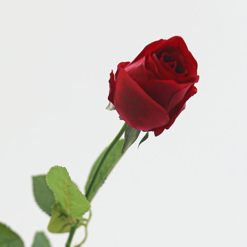 Real Touch Moisturizing Bulgarian Rose Ruby Image