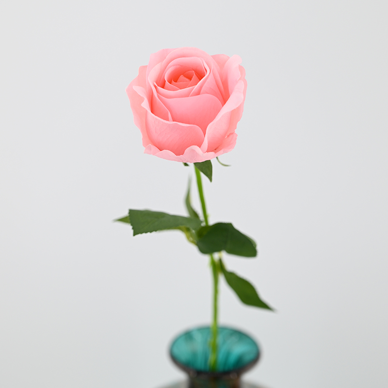 Real Touch Moisturizing Corolla Rose