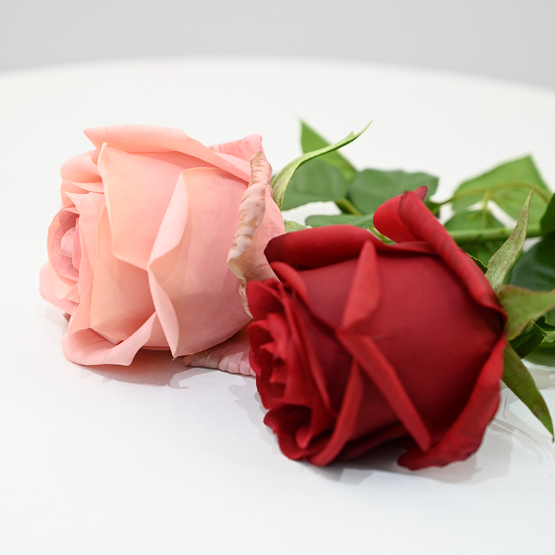 Real-Touch Moisturizing Venus Rose