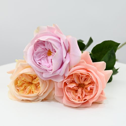 Real-Touch Moisturizing Juliet Rose Featured Image