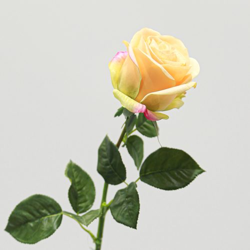 Real-Touch Moisturizing Venus Rose Featured Image