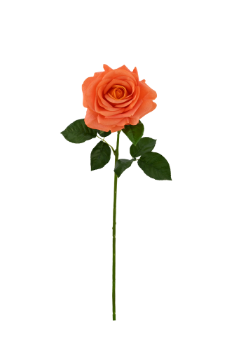 Real Touch Moisturizing Roses Featured Image