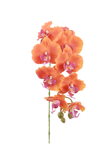Real Touch Moth Orchid Featured Image