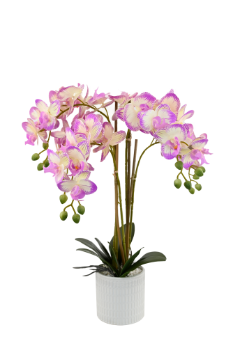 Potted Plants Featured Image